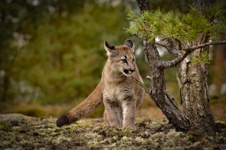 What To Do If You See A Cougar While Hiking