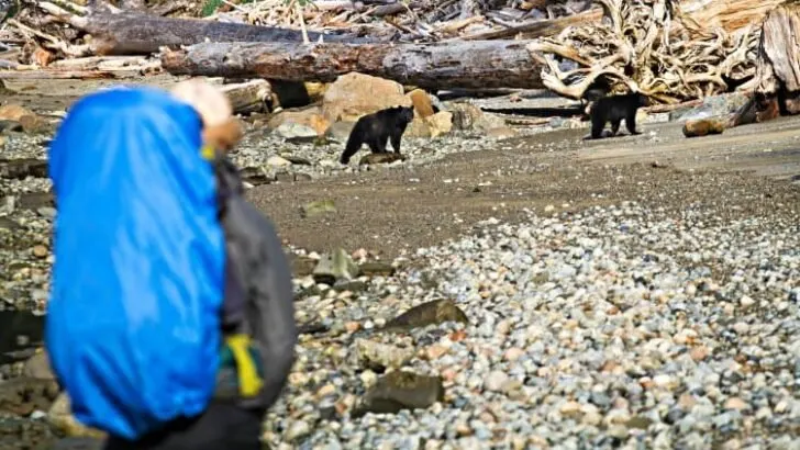 Are There Grizzly Bears on the Pacific Crest Trail?