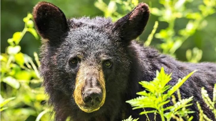 How Do You Bear Proof A Tent?