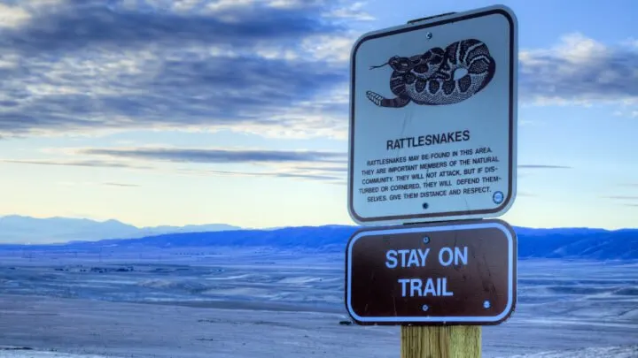 Are Snakes a Problem When Camping?